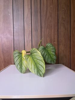 Philodendron Mamei 2