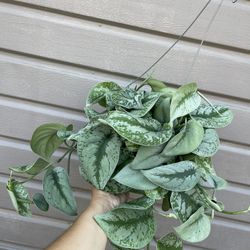 6” Exotica Pothos