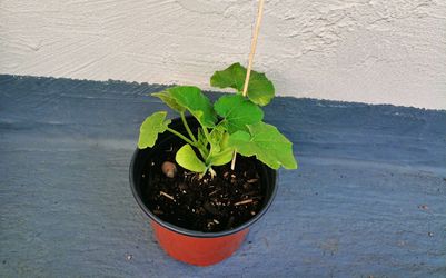 Pumpkin seedlings