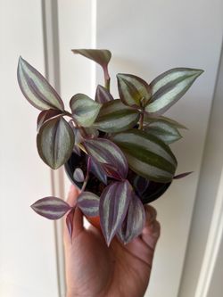 Tradescantia Zebrina
