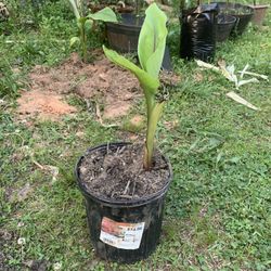 Banana Plants For Sale/Planta De Plátano 