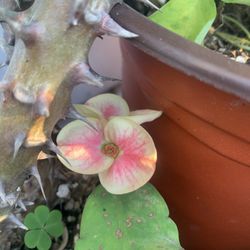 Plants Corona De Cristo( Flor Grande) $20 Each.