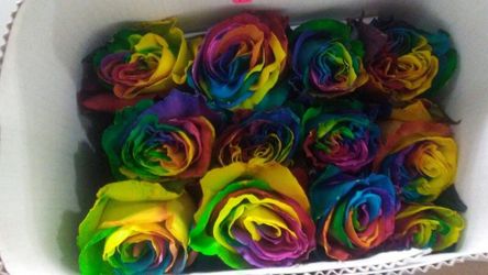 ROSAS ARCOIRIS