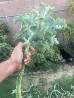 Gardening