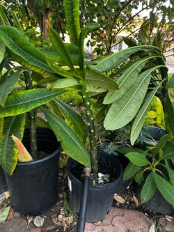 Plumeria