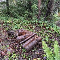 Free Firewood Logs 