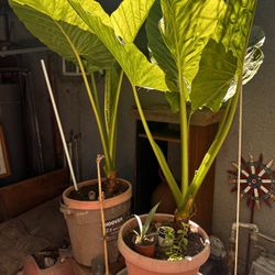 Elephant Ear Plants 