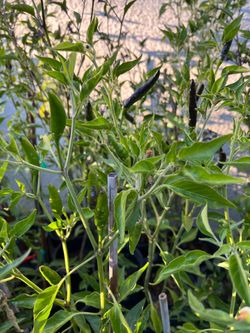 Plantas de chiles disponibles