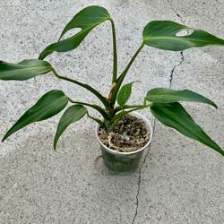 Monstera Burle Marx Flame 