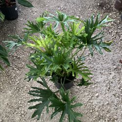 Philodendron Hope Plant 