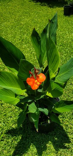 #12 Plant canna Red lily  perennial with large and colorful flowers. 5gal