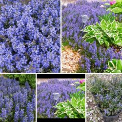 Blue ajuga perennial ground cover plants$5-$8 Each pot