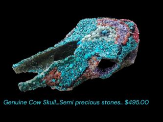 Genuine Cow Skull