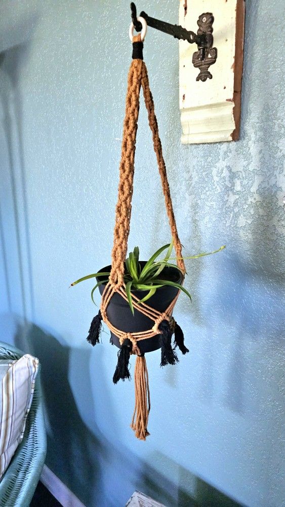 Home Grown Spider Plant In Black Plastic Flower Pot With Handmade Macrame Hanger