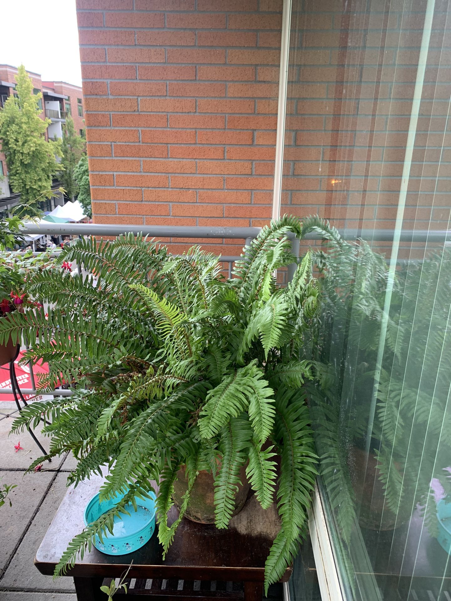 Balcony Plants - Giant Fern Plant - Japanese Maple With Red Bark