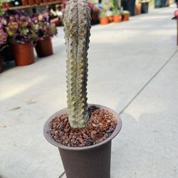 Euphorbia Abdelkuri Imported Cactus