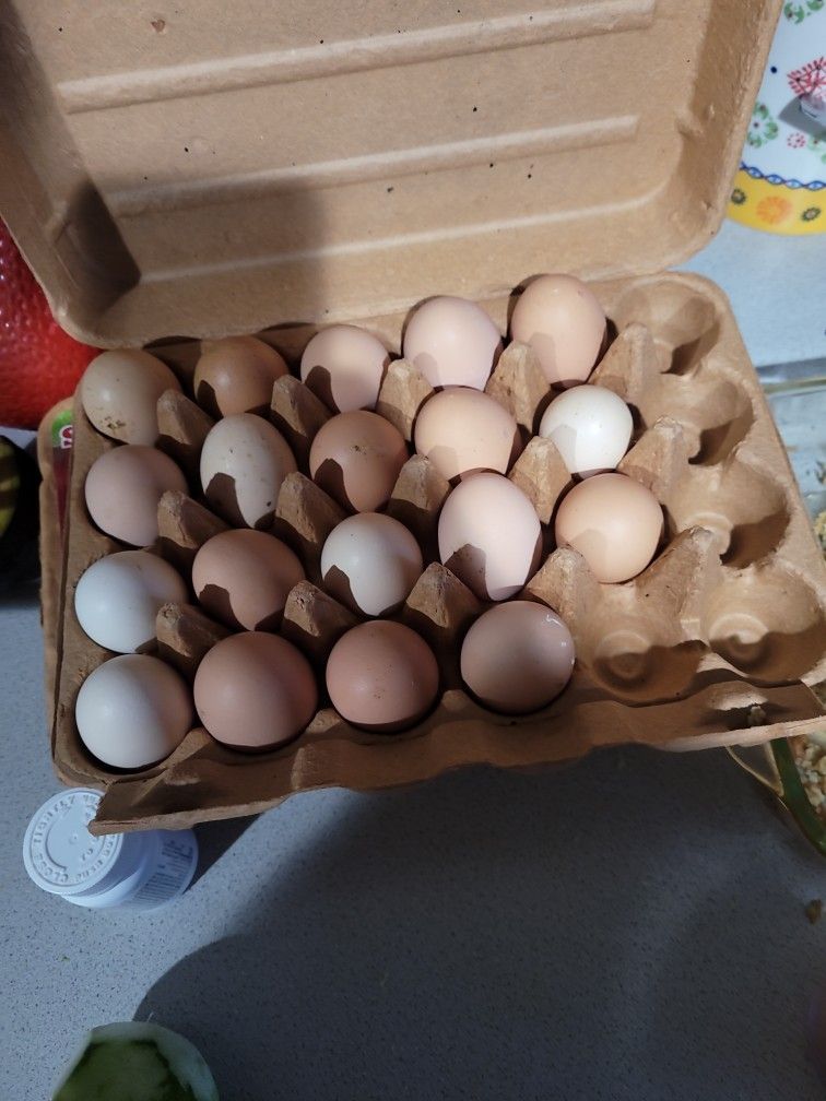 Free Ranch Eggs