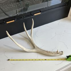 Naturally Shed Antler See My Listings Summerlin West Las Vegas