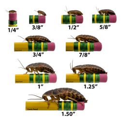 Dubias of all sizes