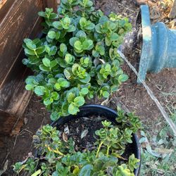 Plant Bush