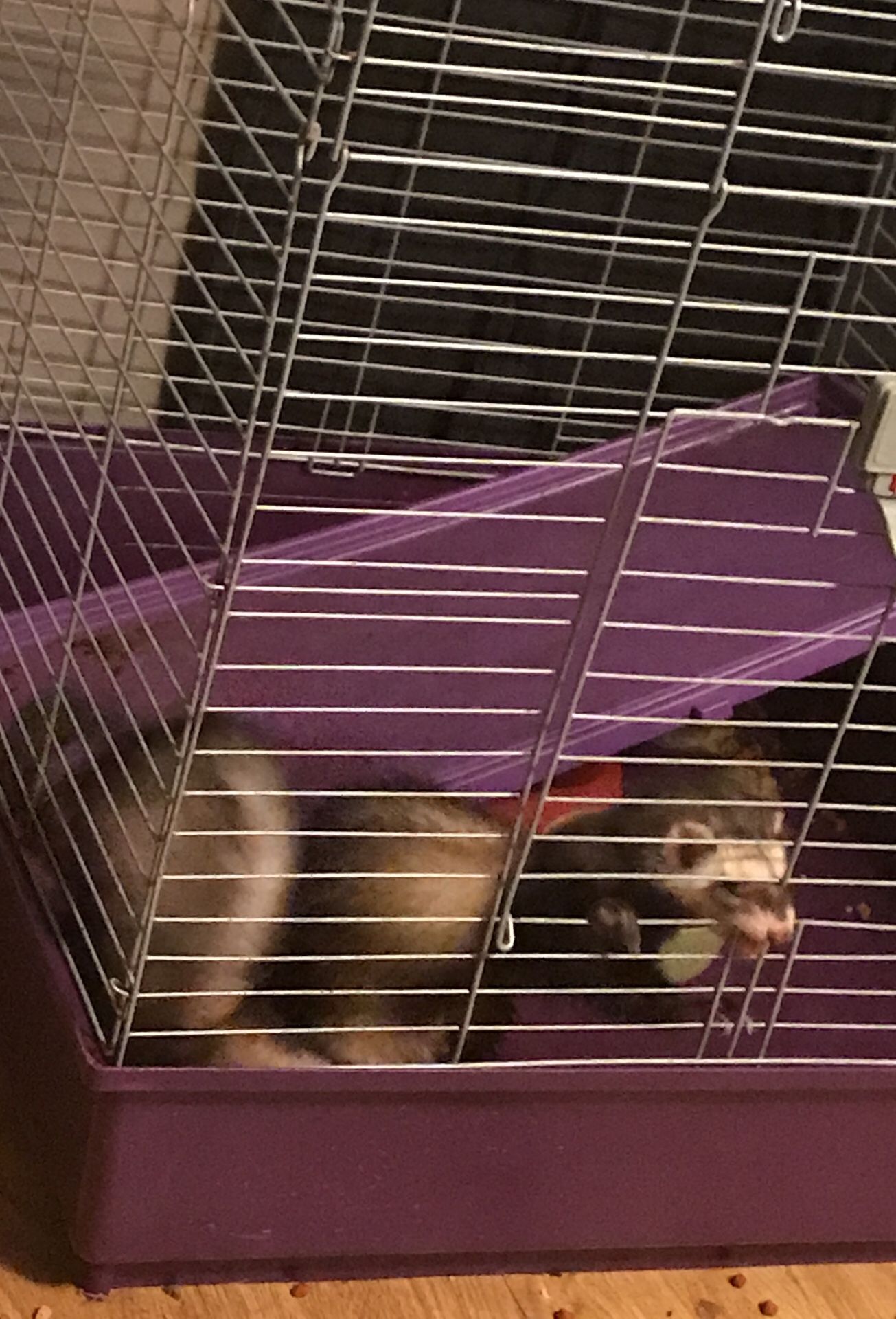 Ferrets