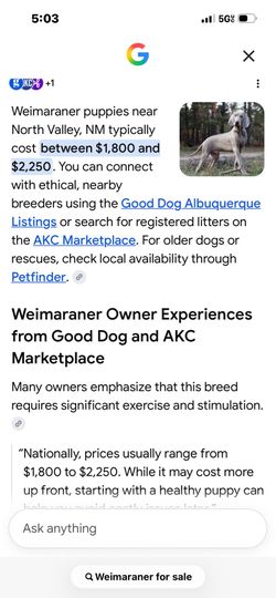 Pure breed Weimaraner dog