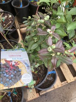 Power Blueberry In 4 Gal Pot