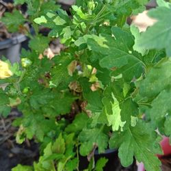 Chrysanthemum (White Flowering) Plant