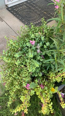 Planta $15