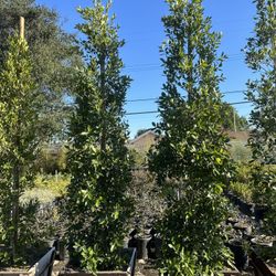 Ficus Nitida Indian Laurel Privacy Hedge