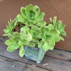 Succulent 