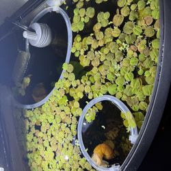 Red Root Floaters/aquarium plant