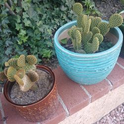 Mini Cactus