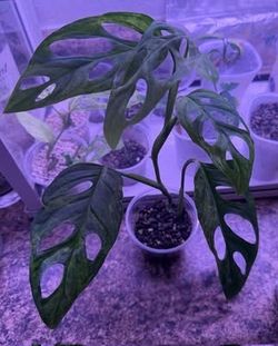Monstera Adansonii Indo mint