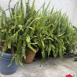 Fern Plants 