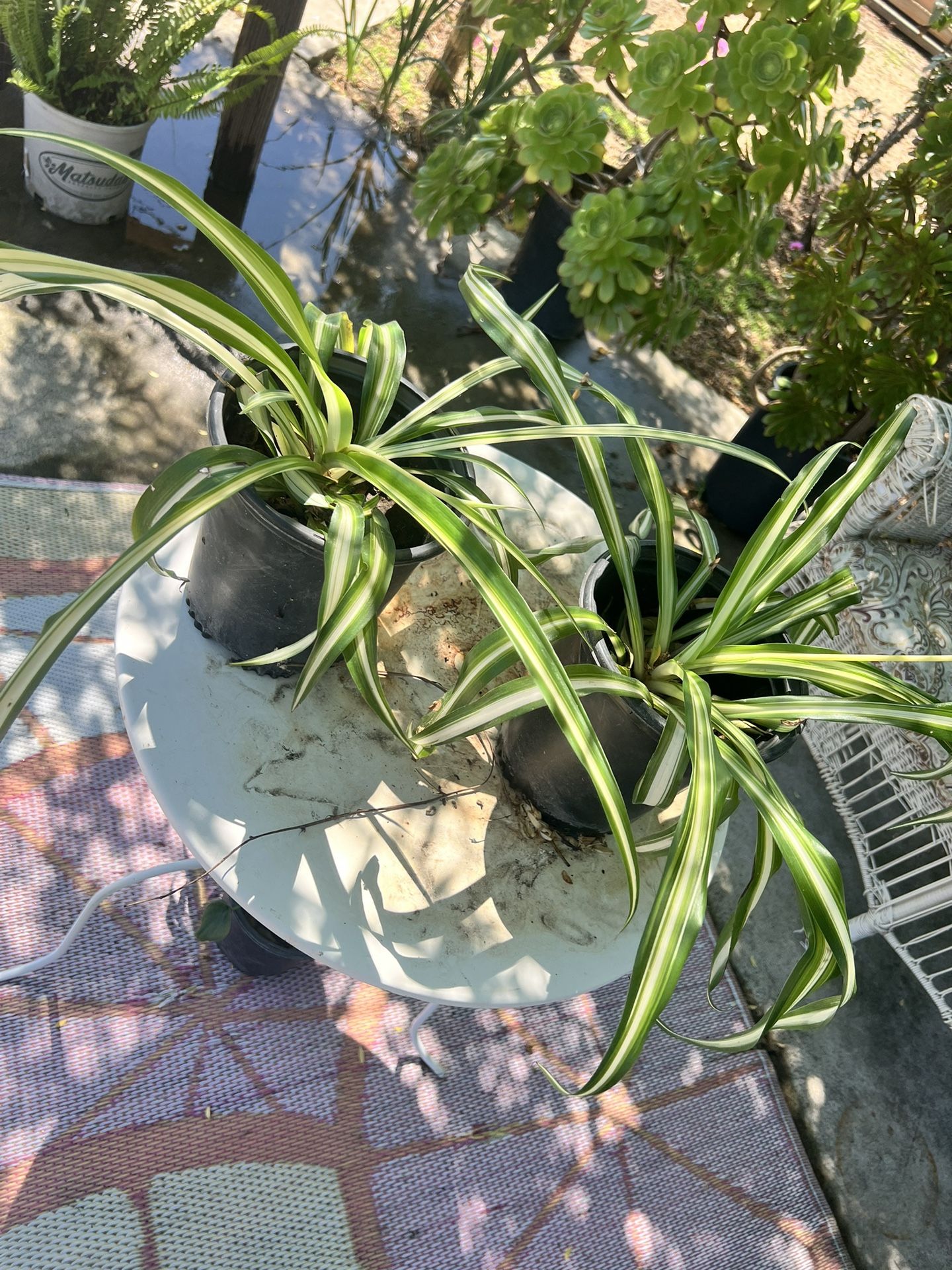 Spider plant