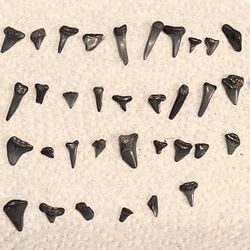 Shark Teeth 