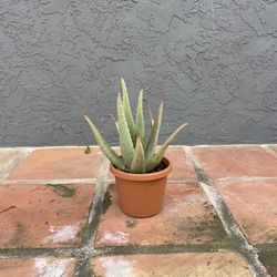 Aloe Vera Plant