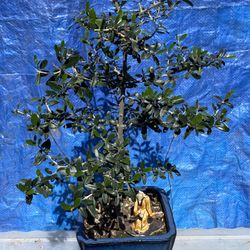 Bonsai Olive Tree $50 Each