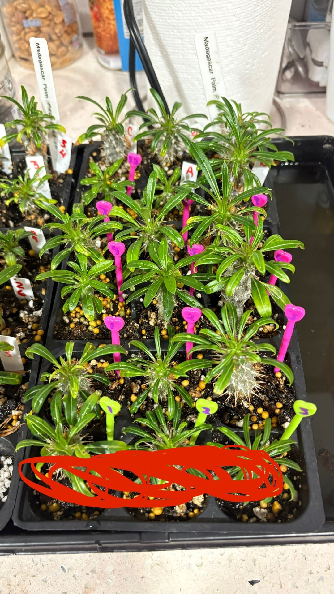 Madagascar Palm Seedlings