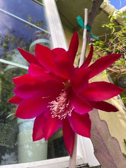 Big red orchid cactus. Mature