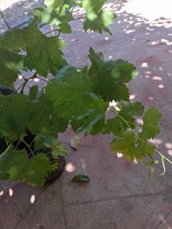 Grape.   Uva