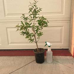 Healthy Pomegranate Fruit Tree Plant
