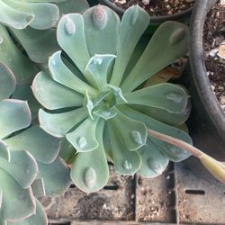 Echeveria Raindrops  4” Pot
