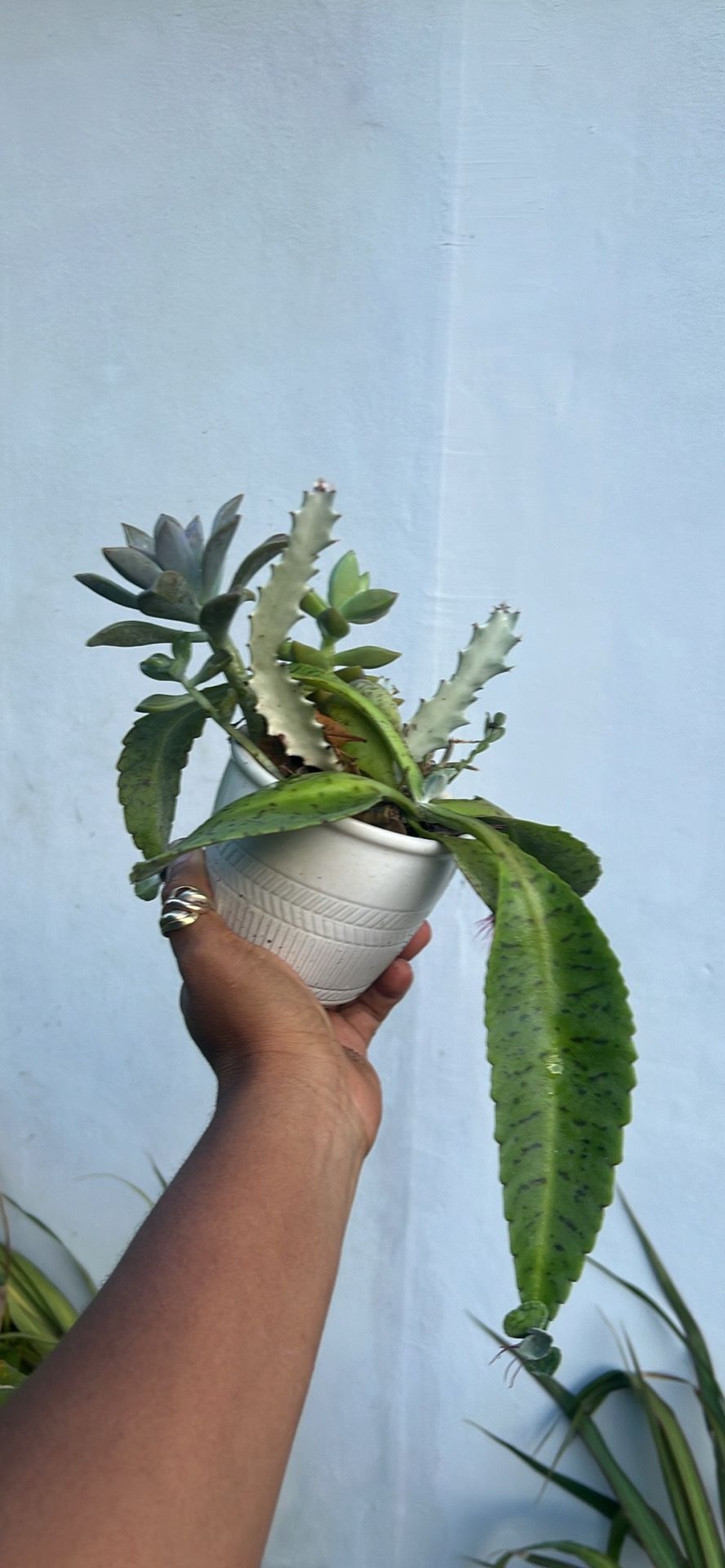 Arrangement Rare Succulent