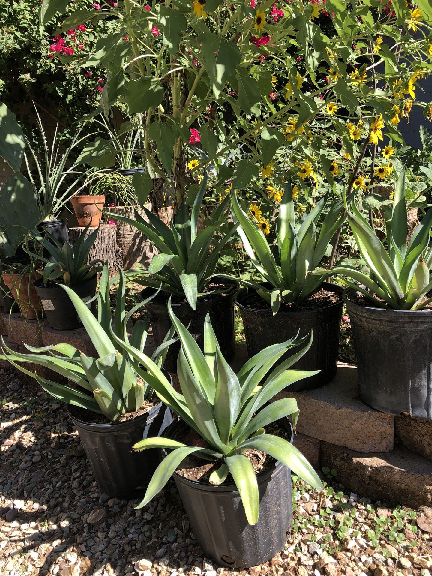 Agave Desmetiana Plant