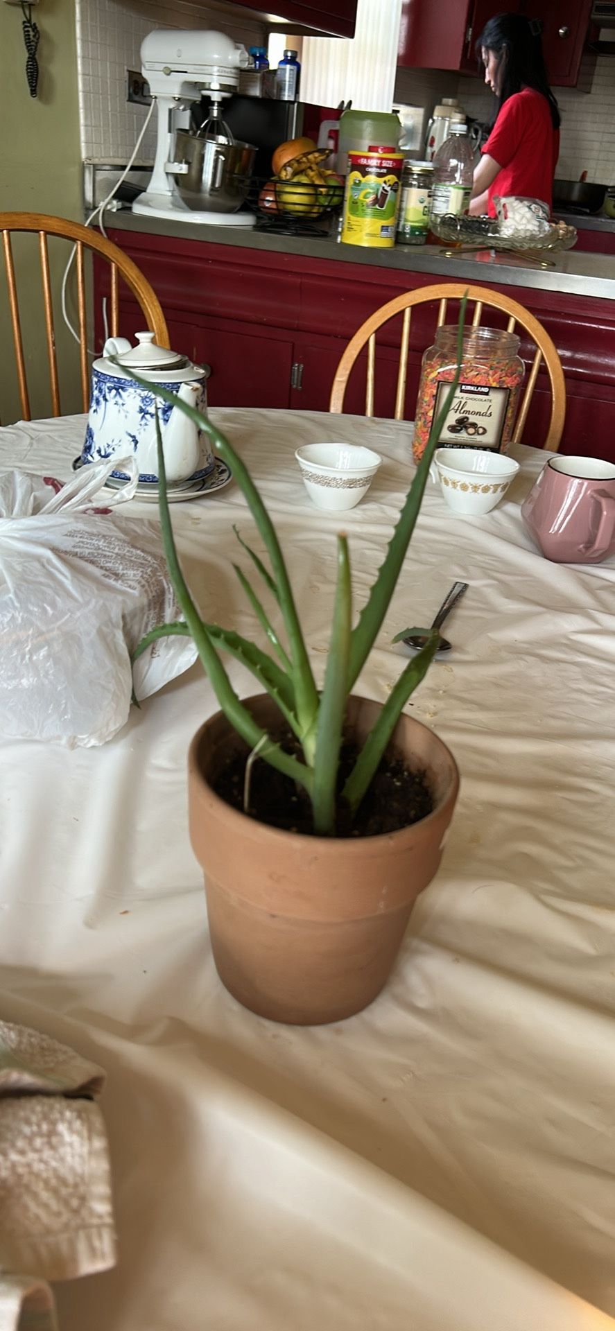 Healthy Aloe Vera Plant in Pot โ Great for Indoors or Outdoors!