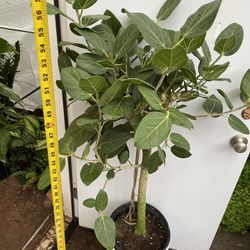 Premium*** ~5ft super healthy/thick trunk Ficus Audrey; Exact Plant; now $159/reg.$200; ceramic pot not included;95820. Price Firm