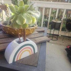 Succulent N Rainbow Base. Pick Up Only 