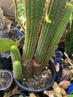 Cactus